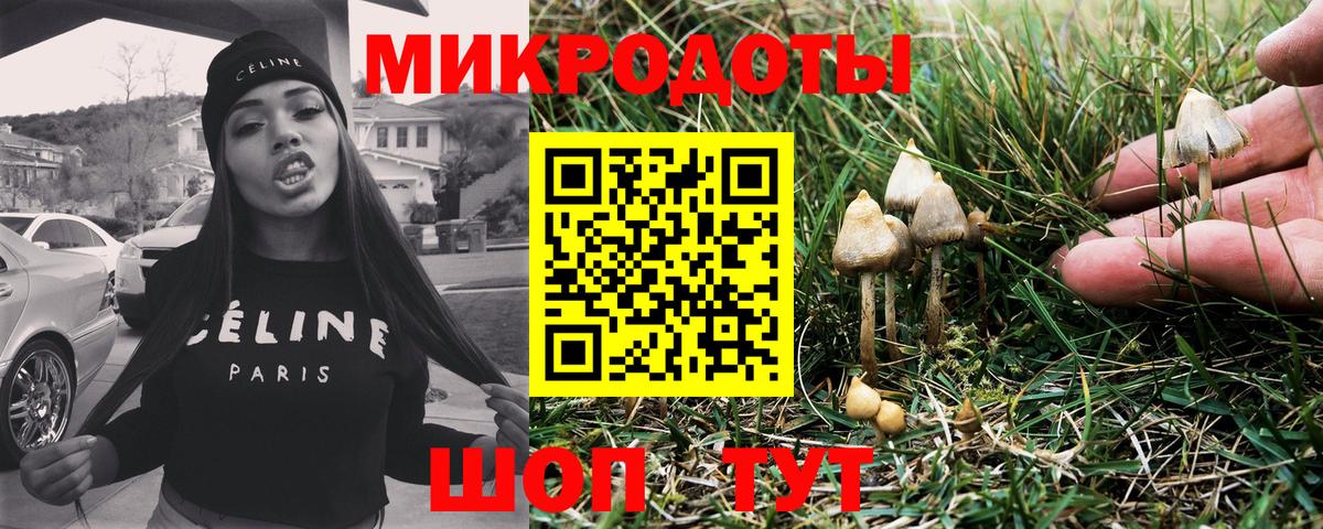 Галлюциногенные грибы Psilocybe Электрогорск